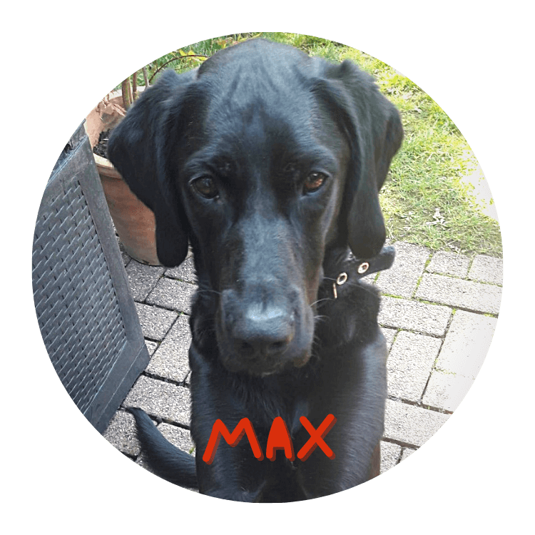 Hilf schwarzen Hund Max aus dem Tierschutz durch den Kauf einer Hundeschere